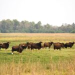 Debrigarh Sanctuary Hosts 2nd Indian Bison Fest with Wide Public Participation